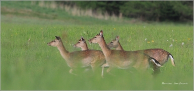 <p>DANĚK SKVRNITÝ (Dama dama) Šluknovsko - Valdek /Fallow deer - Damhirsch/</p>